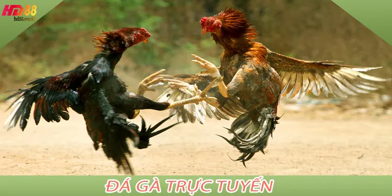 Đá Gà Trực Tuyến